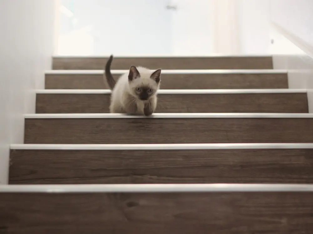 Kat zit op een houten trap in een woning